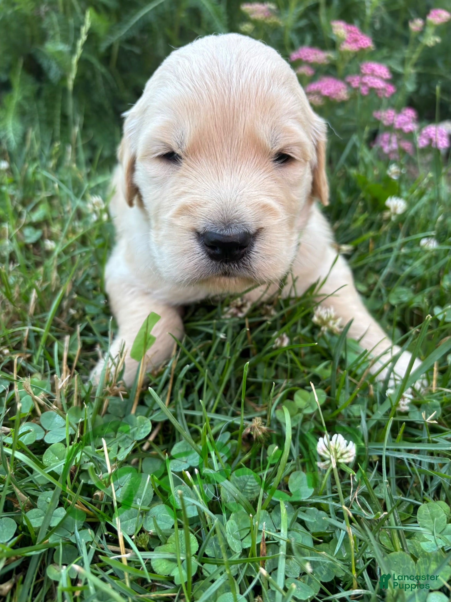 Golden Retriever dogs Golden Retriever 3 - Ad 1