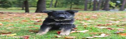 German Shepherd dogs for sale: Chocolate - Ad 1