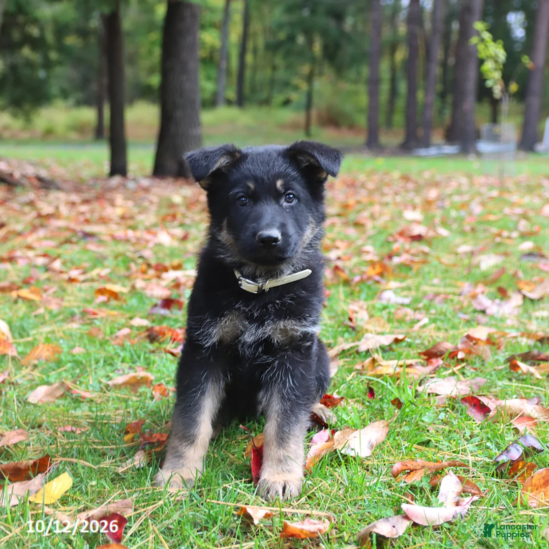 German Shepherd dogs for sale: Chocolate - Ad 1