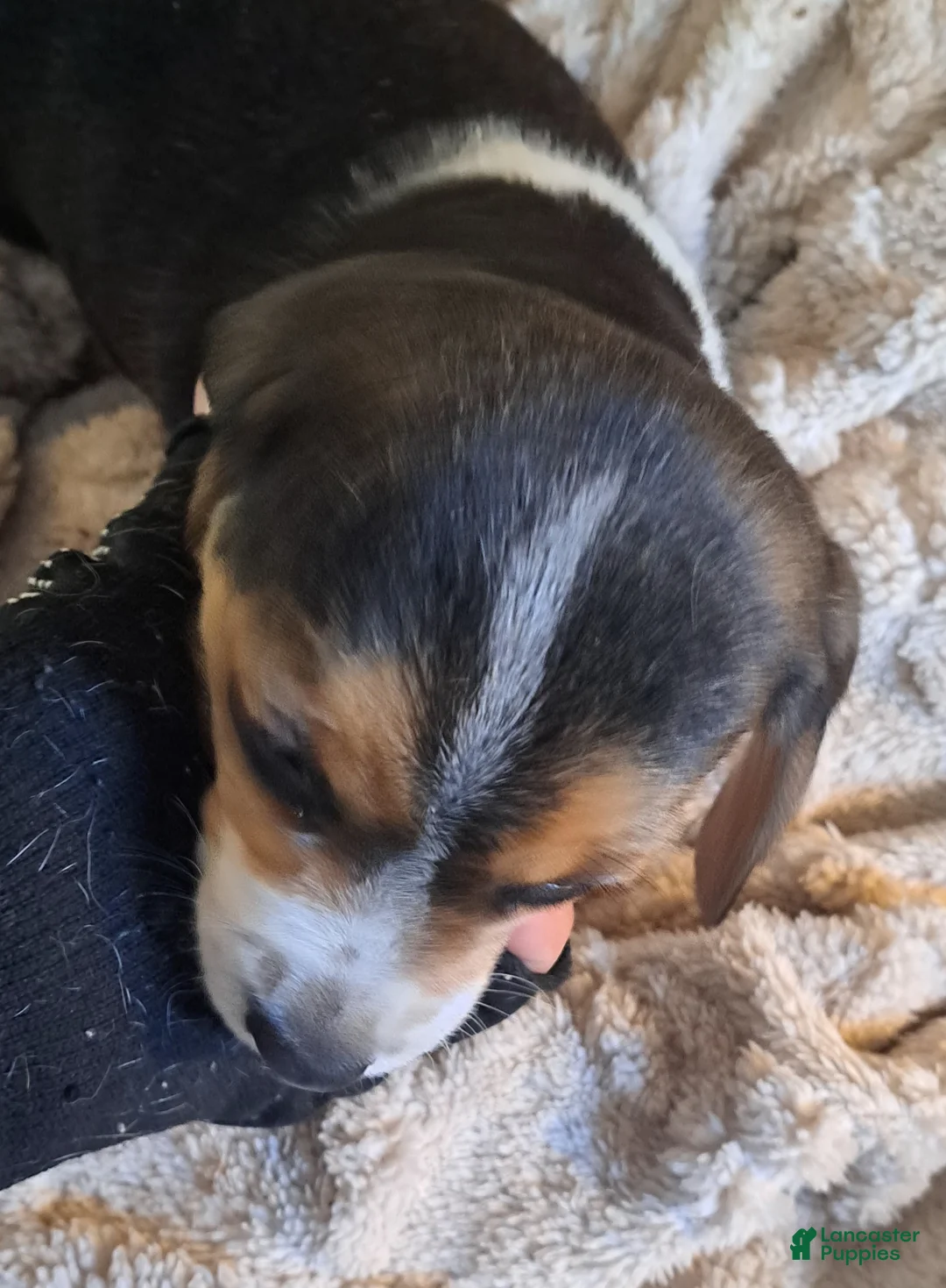 Beagle dogs for sale: Beagle Puppy 1 - Ad 1