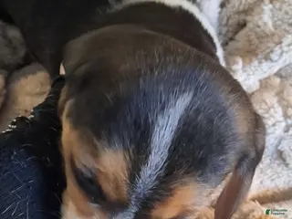 Beagle dogs Beagle Puppy 1 - Ad 34