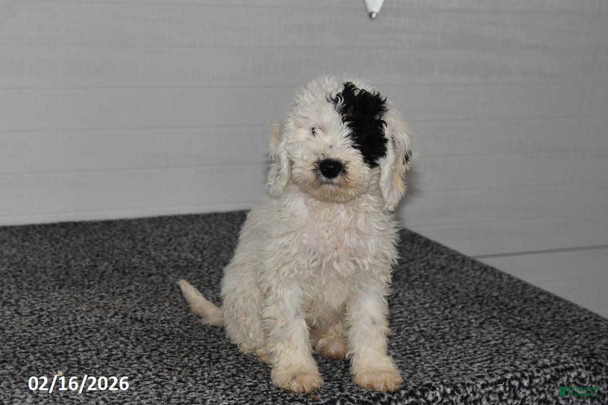Mini Sheepadoodle dogs Elsa - Ad 1