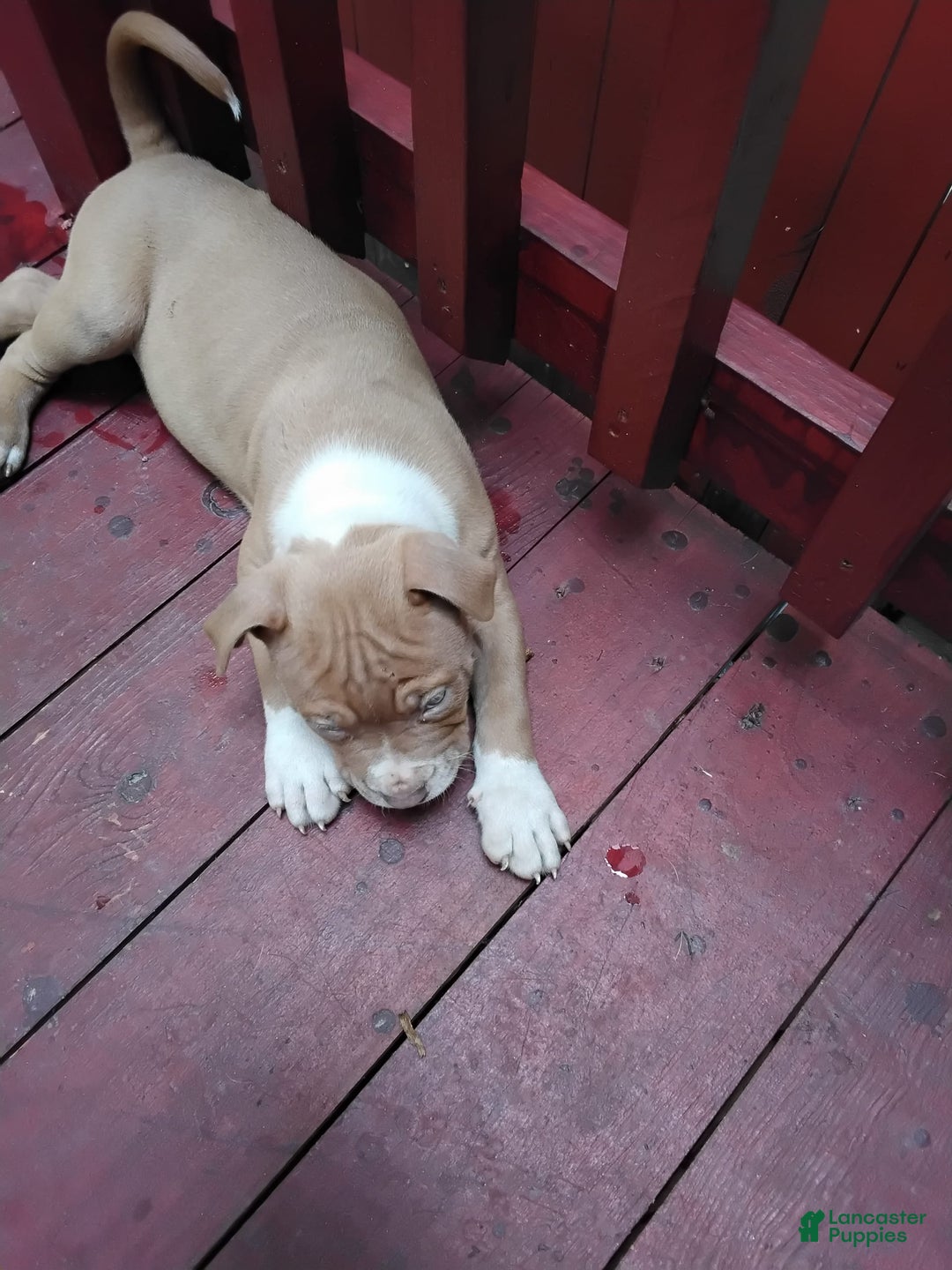 Gallery Image {{count}}