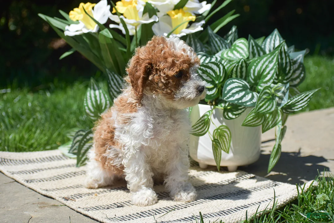 Miniature Poodle dogs for sale: Paisley - Ad 2