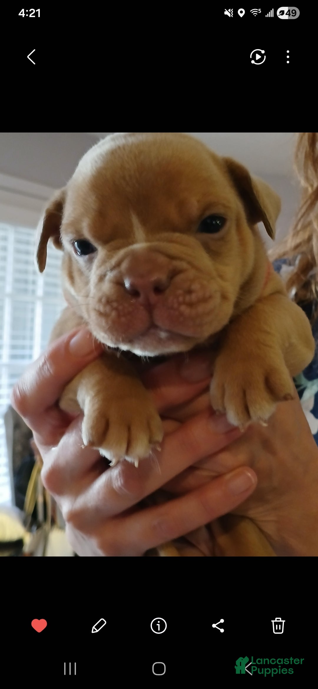 Olde English Bulldogge dogs for sale: Olde English Bulldogge Puppy 1 - Ad 1