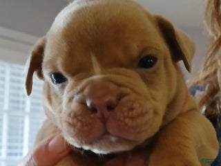 Olde English Bulldogge dogs Olde English Bulldogge Puppy 1 - Ad 11