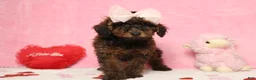 Toy Poodle dogs for sale: Sardonyx - Ad 7