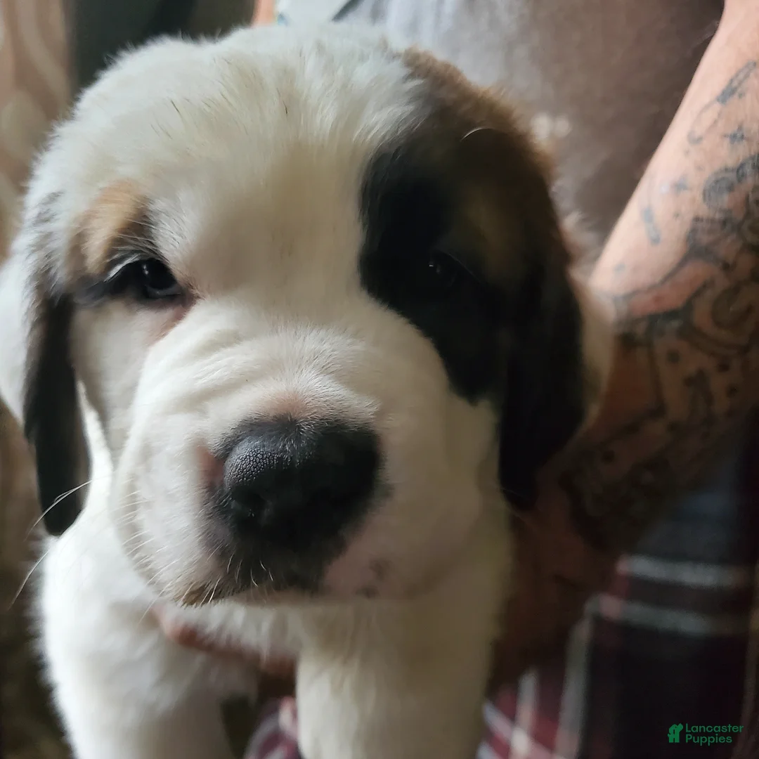 Saint Bernard dogs for sale: Saint Bernard Puppy 5 - Ad 2
