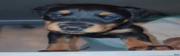 Rottweiler dogs for sale: Lucy - Ad 4