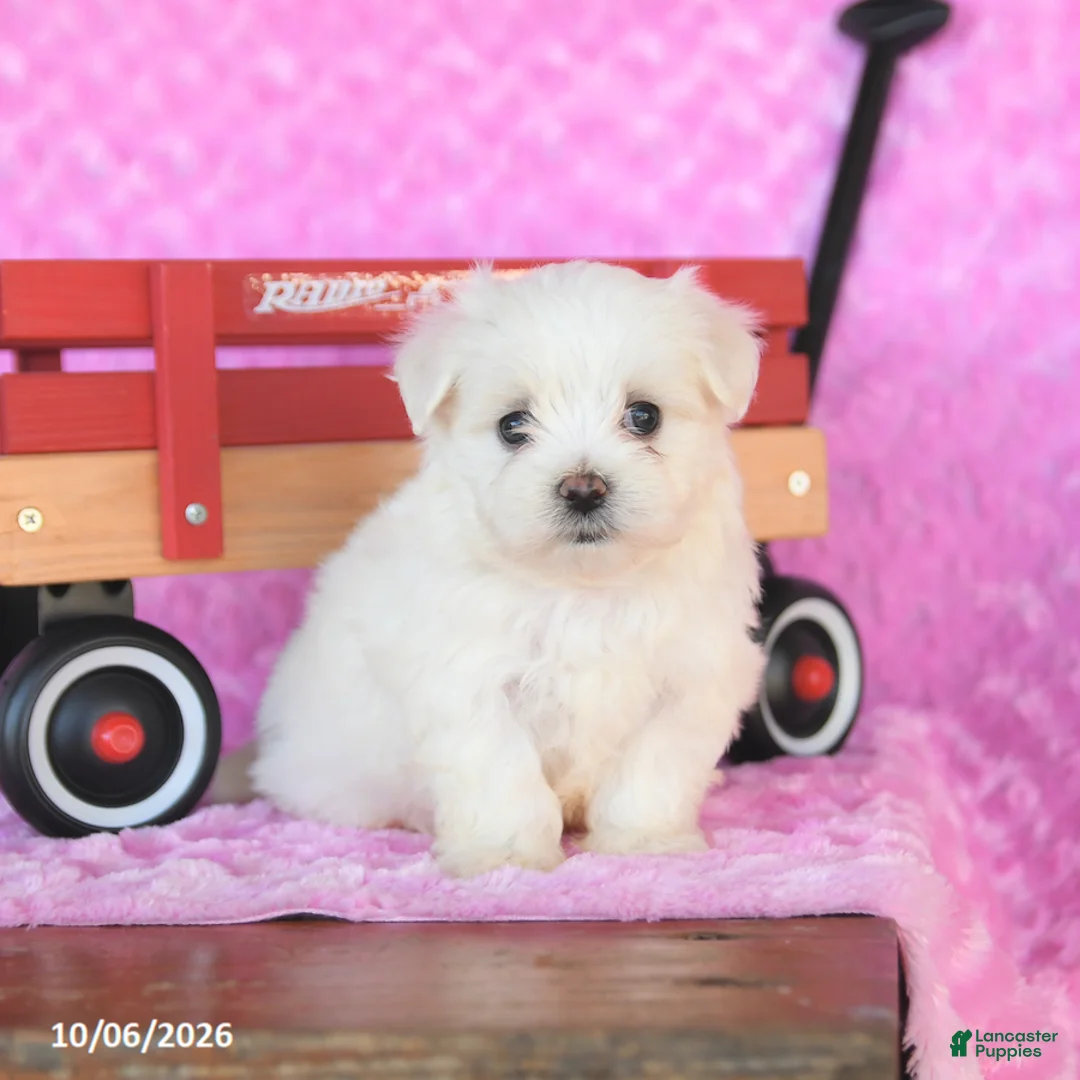 Maltese dogs for sale: Peanut  - Ad 1