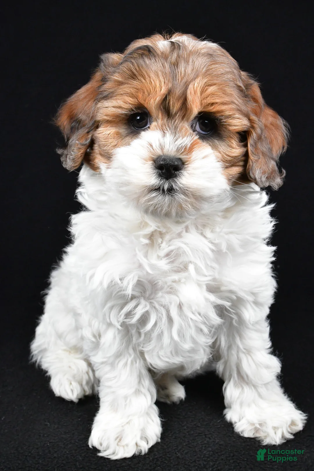 Cockapoo dogs for sale: Alice - Ad 4