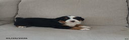 Bernese Mountain Dog dogs for sale: Ivy - Ad 3