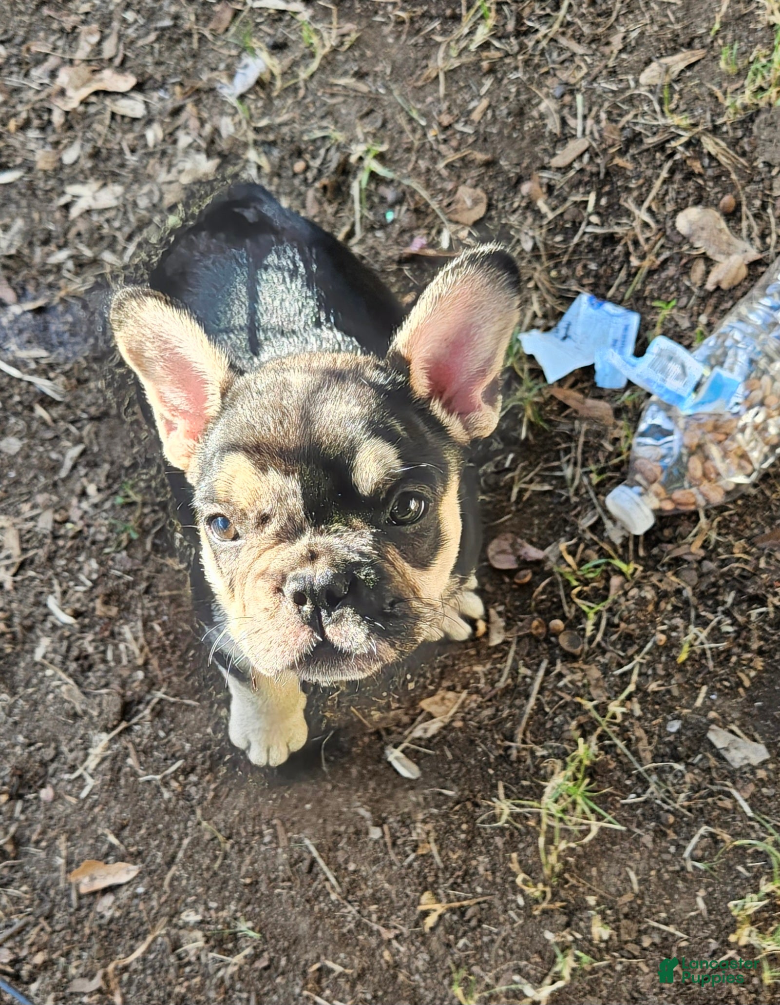 French Bulldog dogs  Bulldog 5 - Ad 34