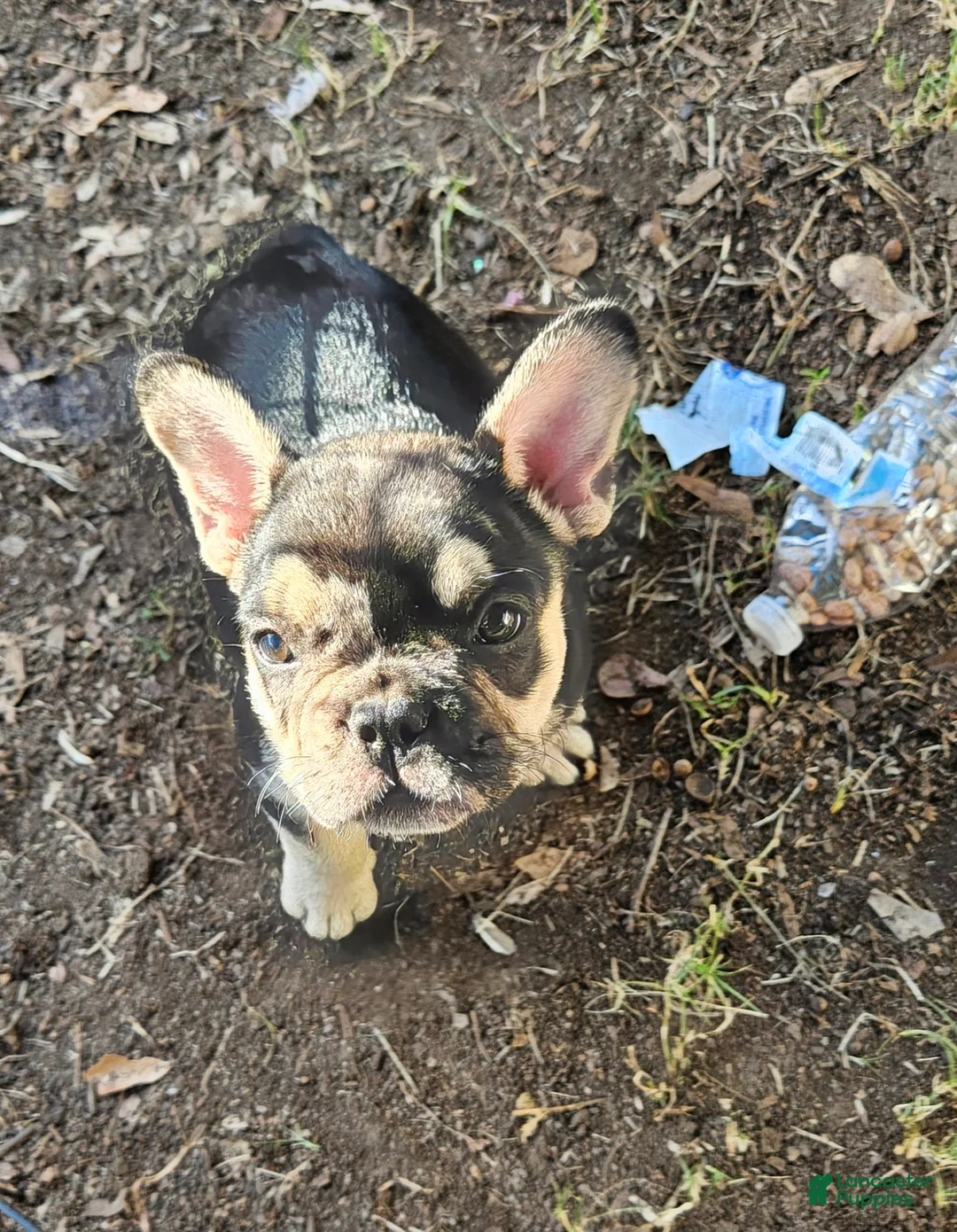 French Bulldog dogs for sale:  Bulldog 5 - Ad 1