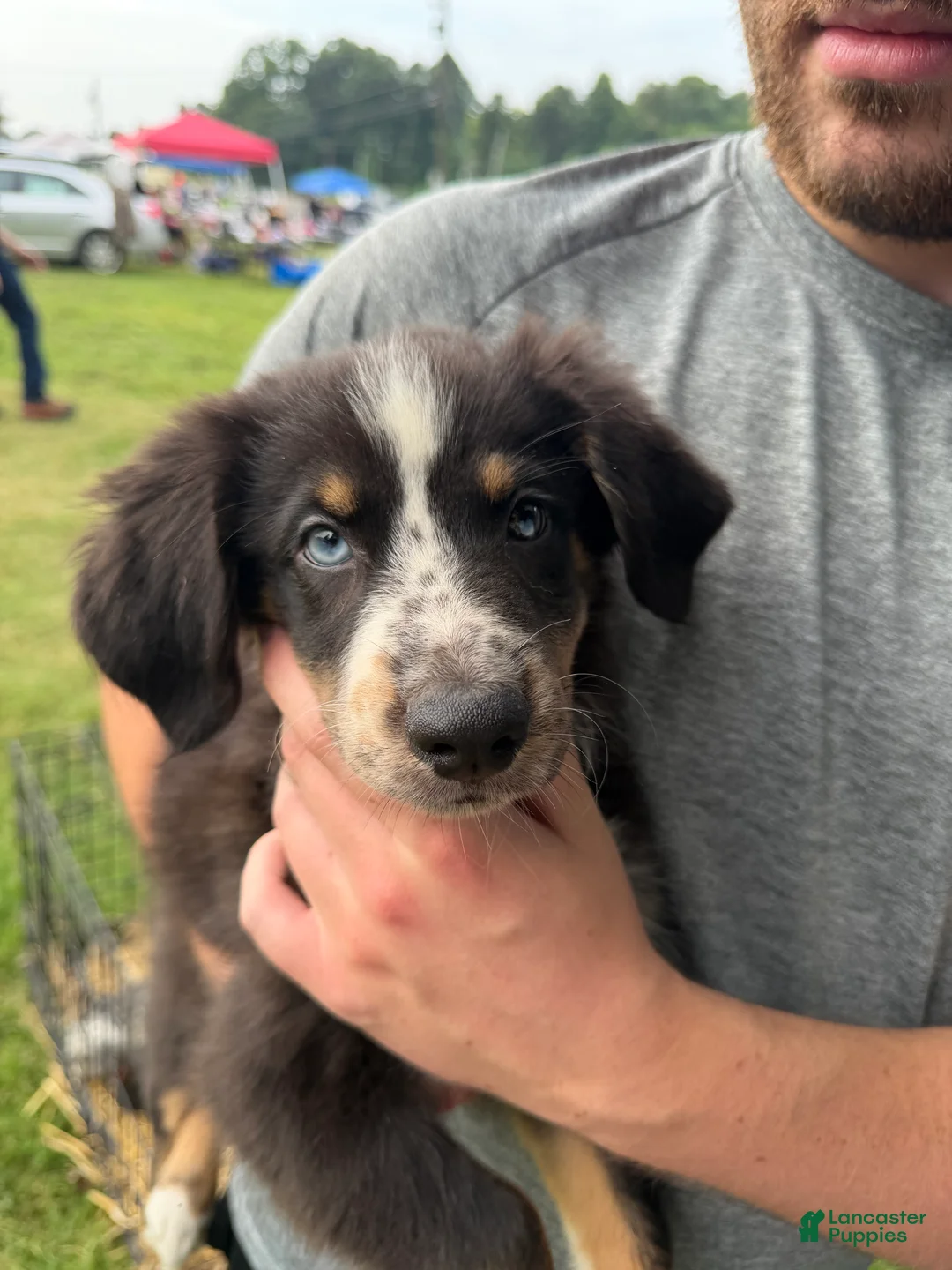 Australian Shepherd dogs for sale: Australian Shepherd 12 - Ad 2