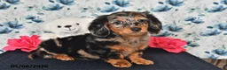 Miniature Dachshund dogs for sale: Sparky - Ad 3