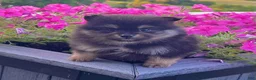 Pomeranian dogs for sale: Finn - Ad 6