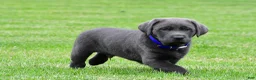 Labrador Retriever dogs for sale: Reno - Ad 3