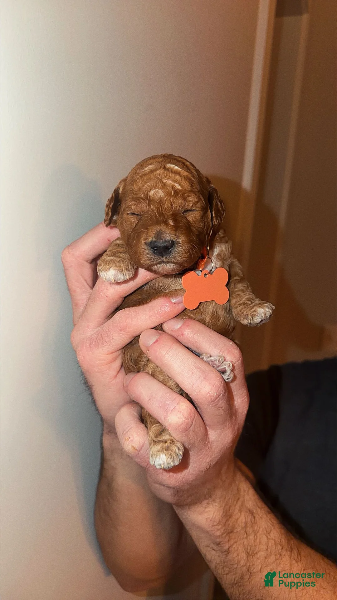 Mini Goldendoodle dogs for sale: Mini Goldendoodle Puppy 2 - Ad 1