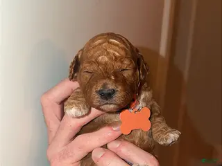 Mini Goldendoodle dogs Mini Goldendoodle Puppy 2 - Ad 17