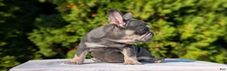 French Bulldog dogs for sale: Loki  - Ad 4