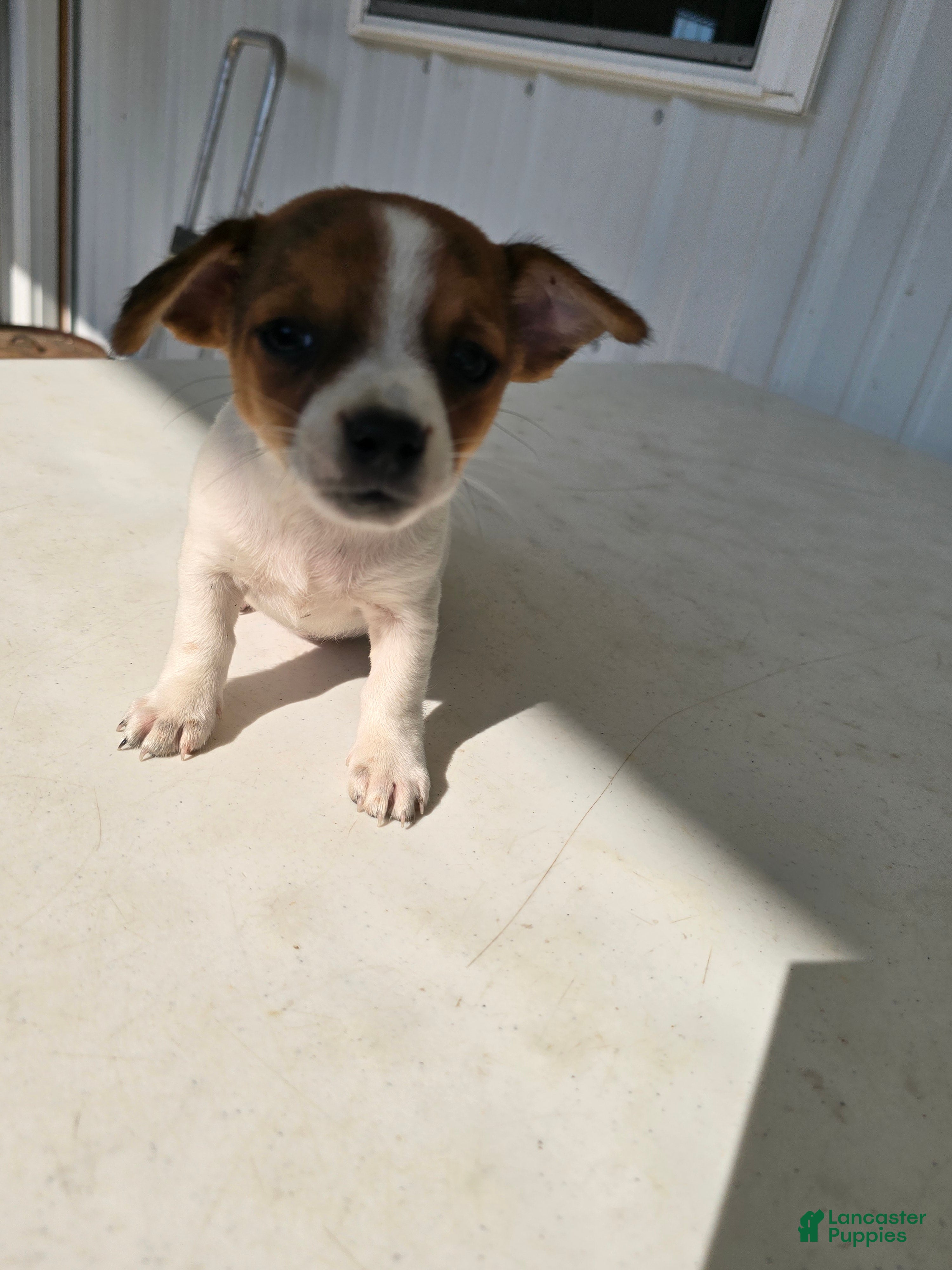 Chihuahua dogs Spots - Ad 1