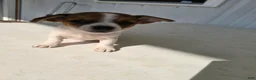 Chihuahua dogs for sale: Spots - Ad 1