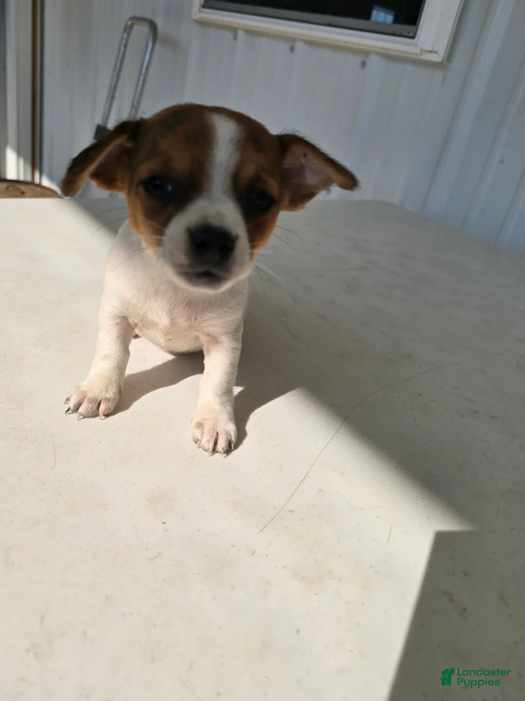 Chihuahua dogs for sale: Spots - Ad 1