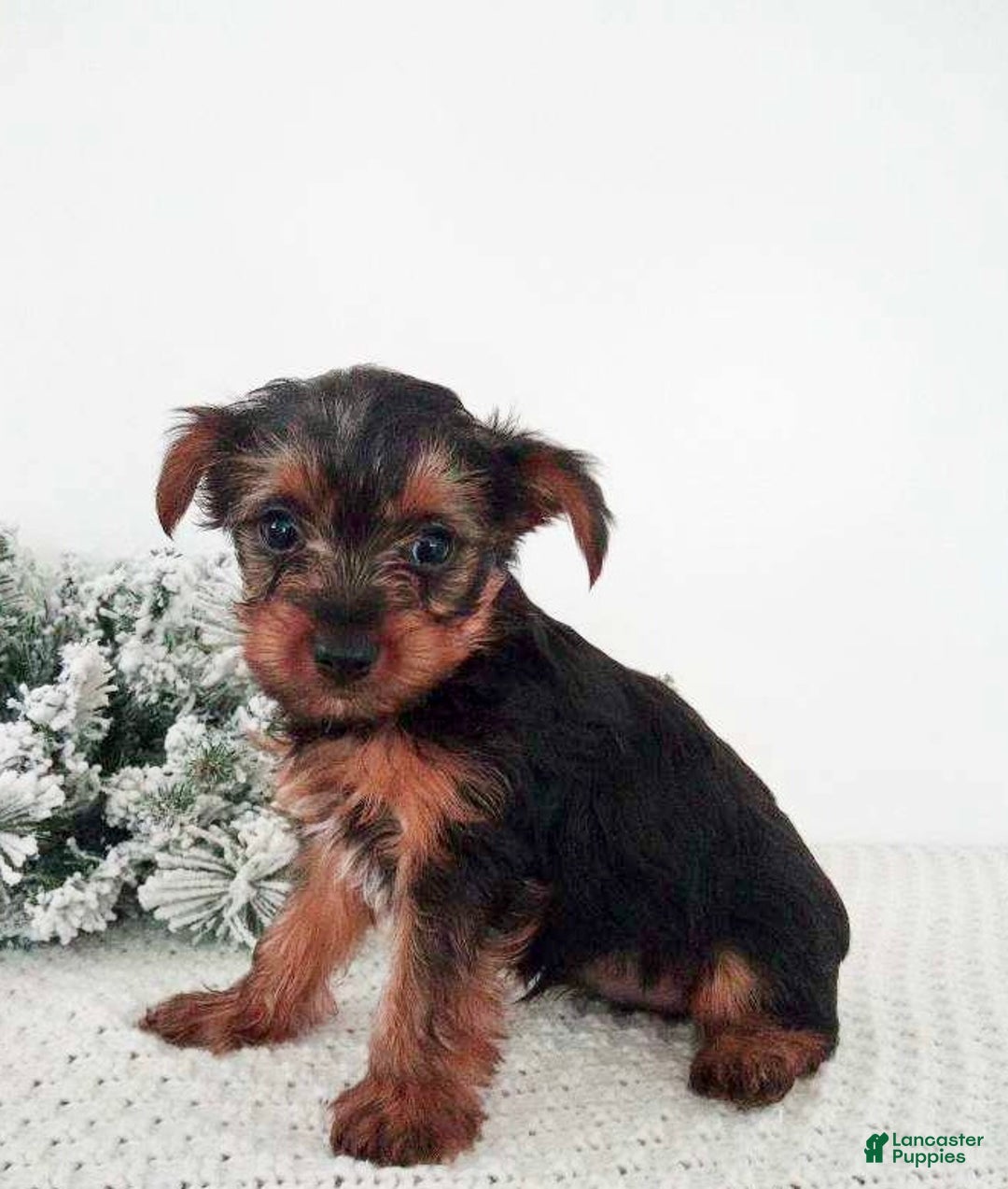 Yorkshire Terrier dogs for sale: Jessie - Ad 2