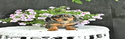 Dachshund dogs for sale: Asher - Ad 3