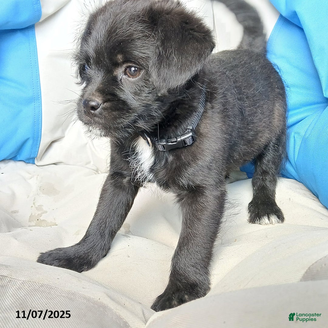 Puggle dogs for sale: Charlie - Ad 2