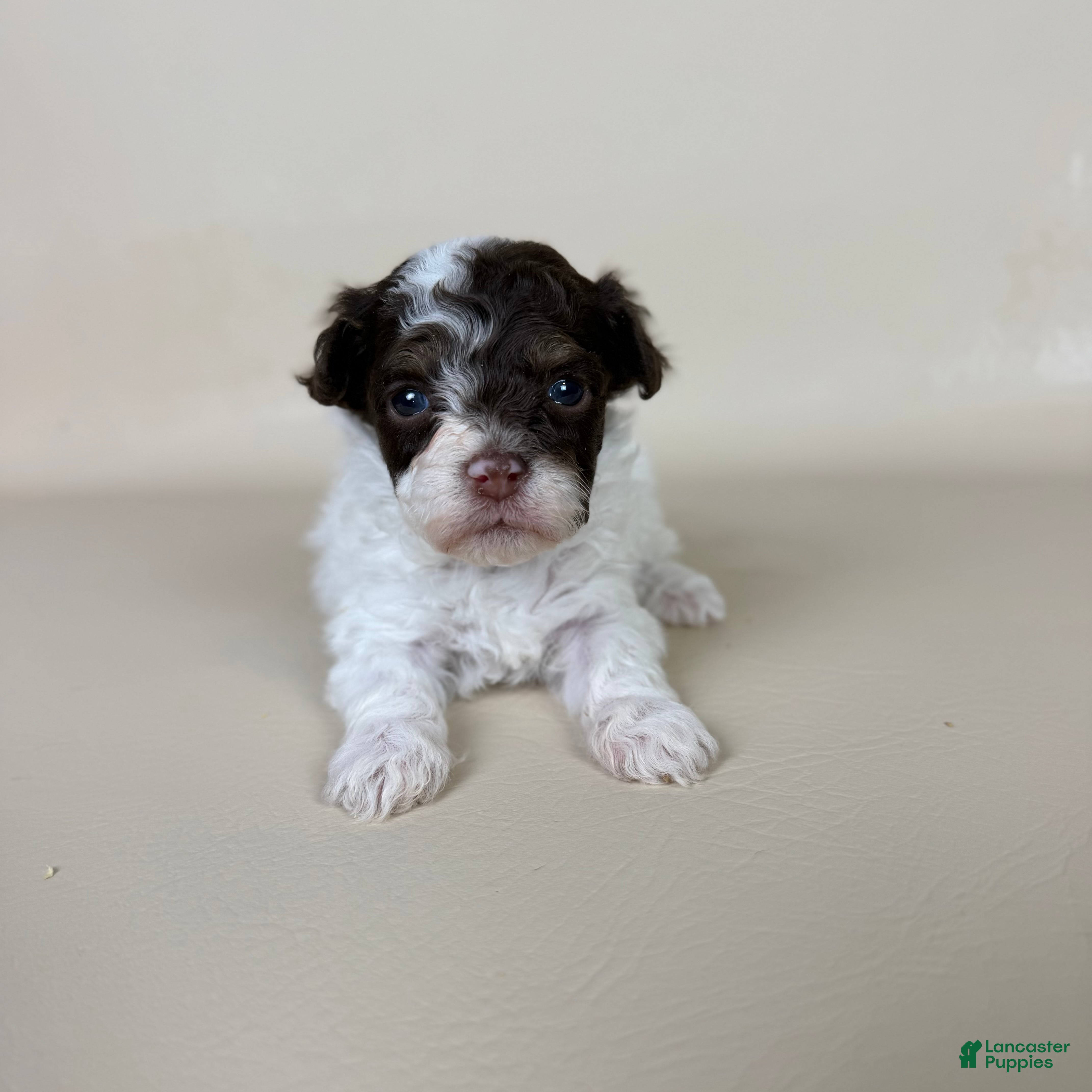 Maltipoo dogs Banks  - Ad 1