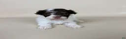 Maltipoo dogs for sale: Banks  - Ad 1