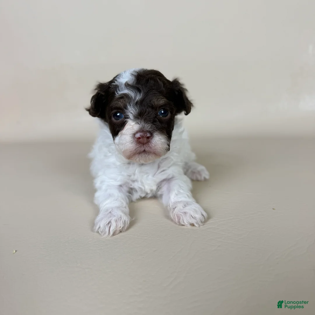 Maltipoo dogs for sale: Banks  - Ad 1