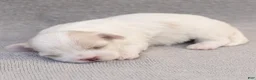 Maltese dogs for sale: Pearl Maltese  - Ad 5