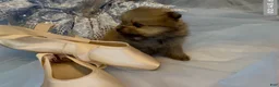 Pomeranian dogs for sale: Biscotti - Ad 14
