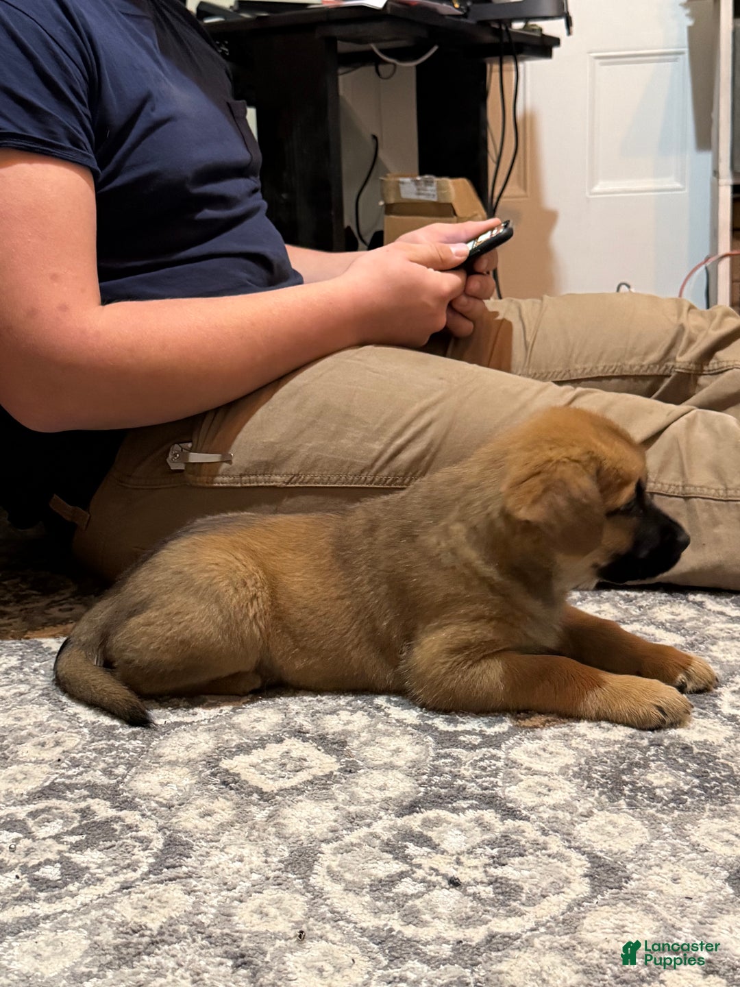 Mixed Breed dogs for sale: Mixed Breed Puppy 1 - Ad 4