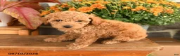 Miniature Poodle dogs for sale: Carol  - Ad 3