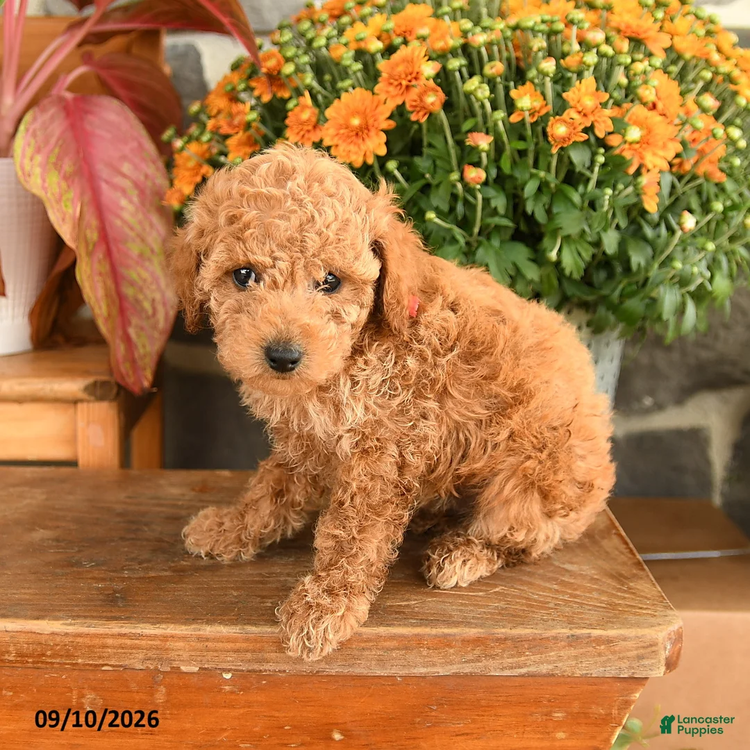 Miniature Poodle dogs for sale: Carol  - Ad 3