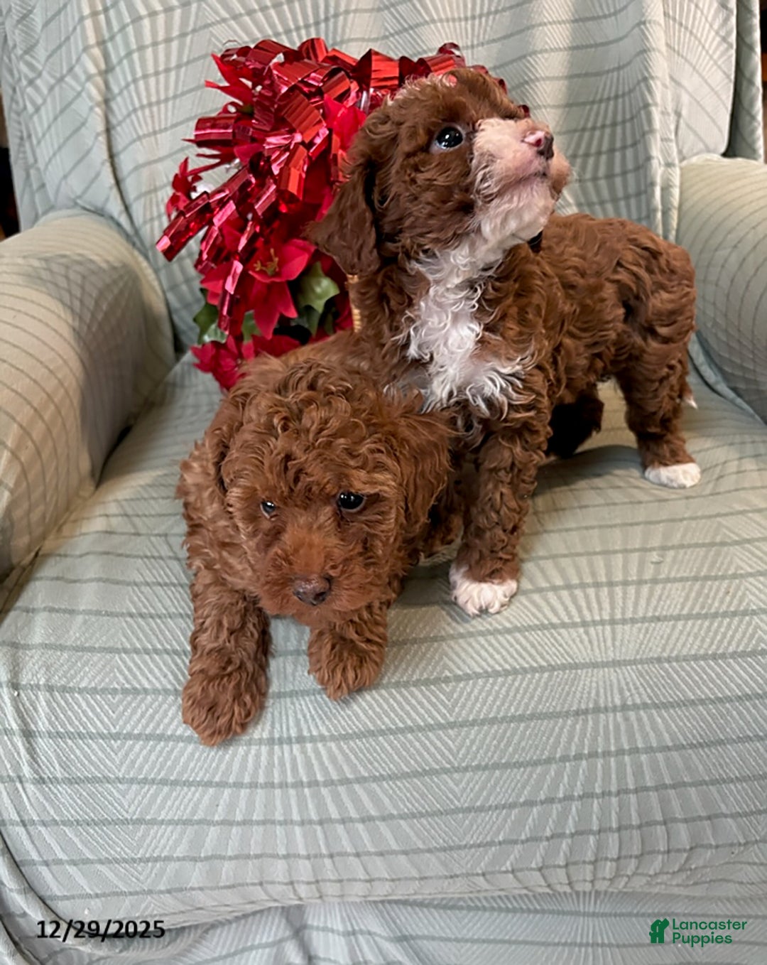 Miniature Poodle dogs for sale: Amy - Ad 3