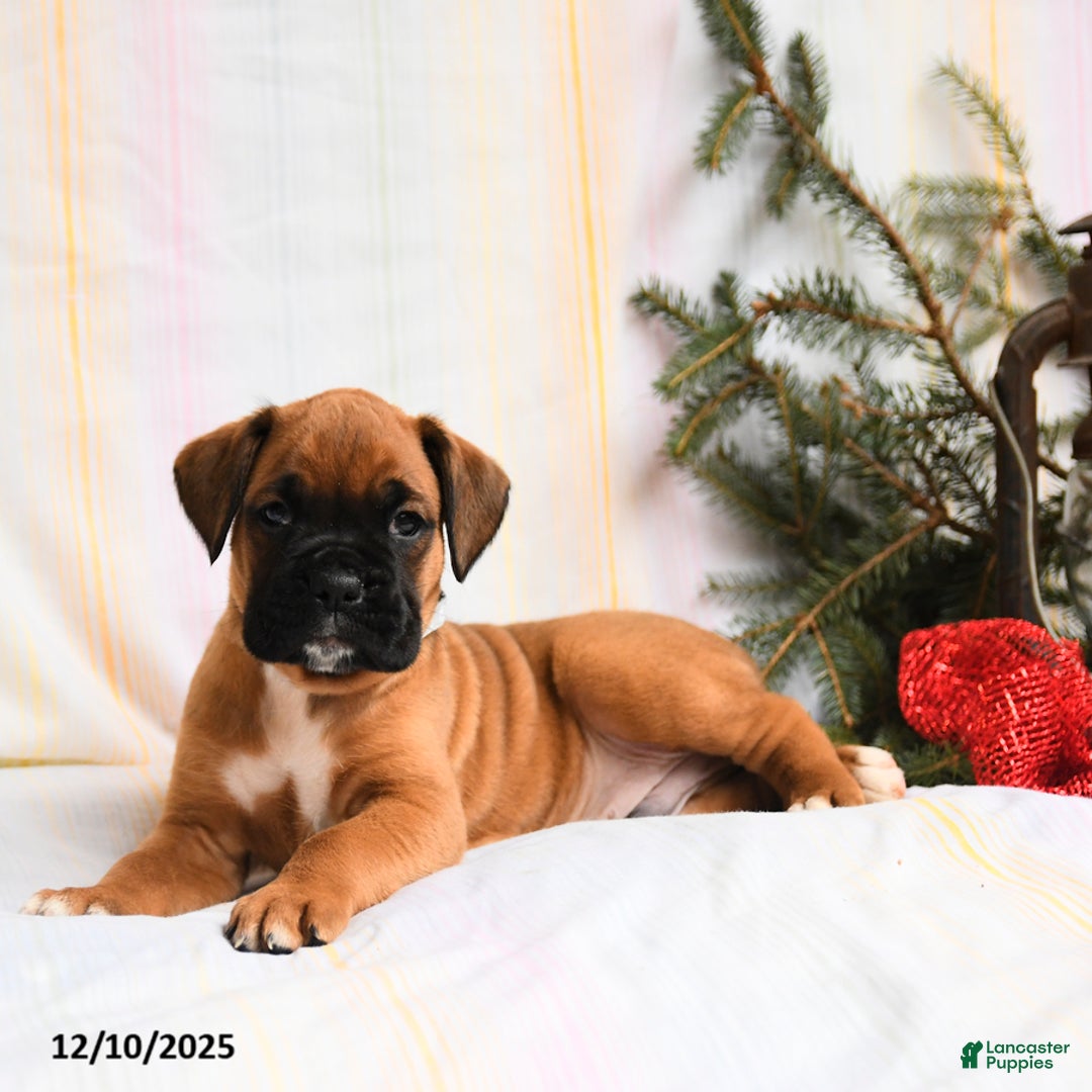 Boxer dogs for sale: Blitzen - Ad 4