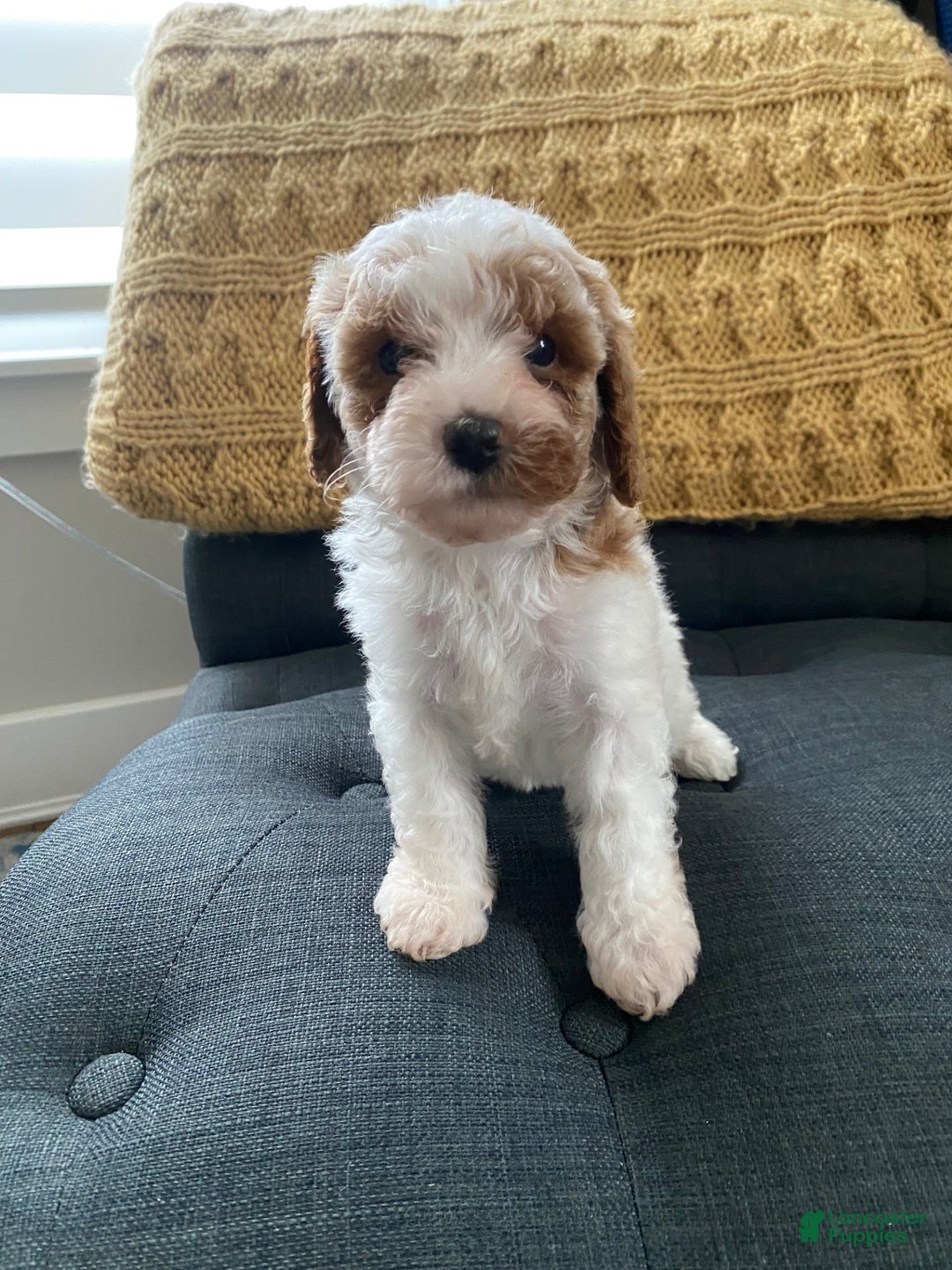 Cavapoo dogs for sale: Joshy - Ad 3