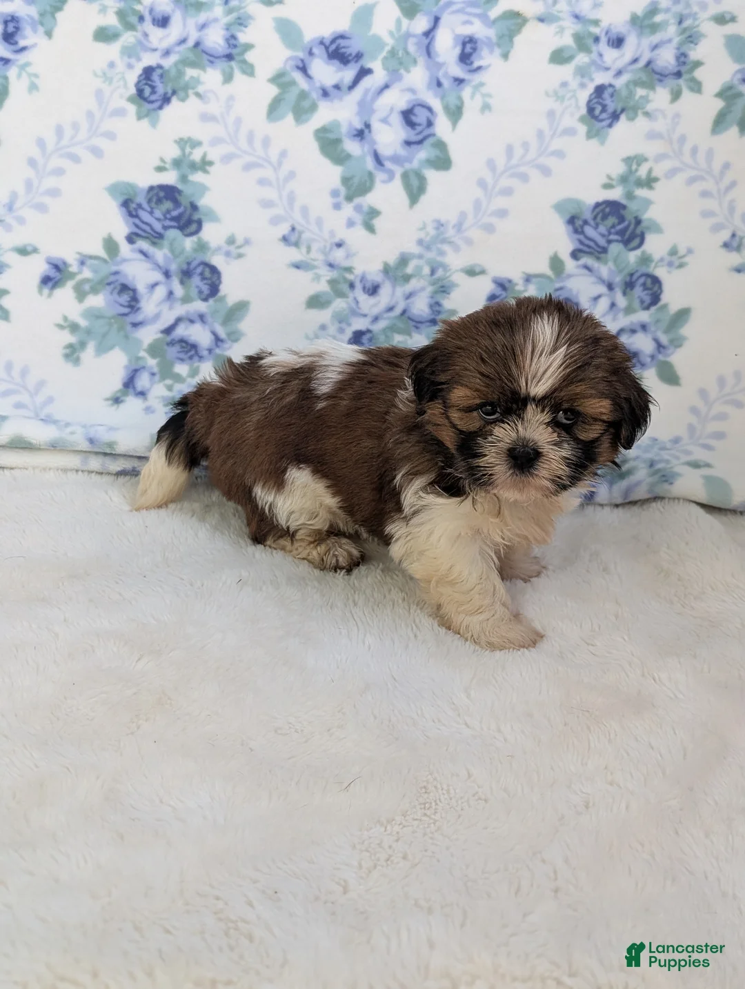 Shih Tzu dogs for sale: Faya - Ad 6