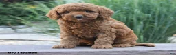 Miniature Poodle dogs for sale: Harvy - Ad 3