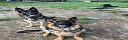 German Shepherd dogs for sale: Liv - Ad 6