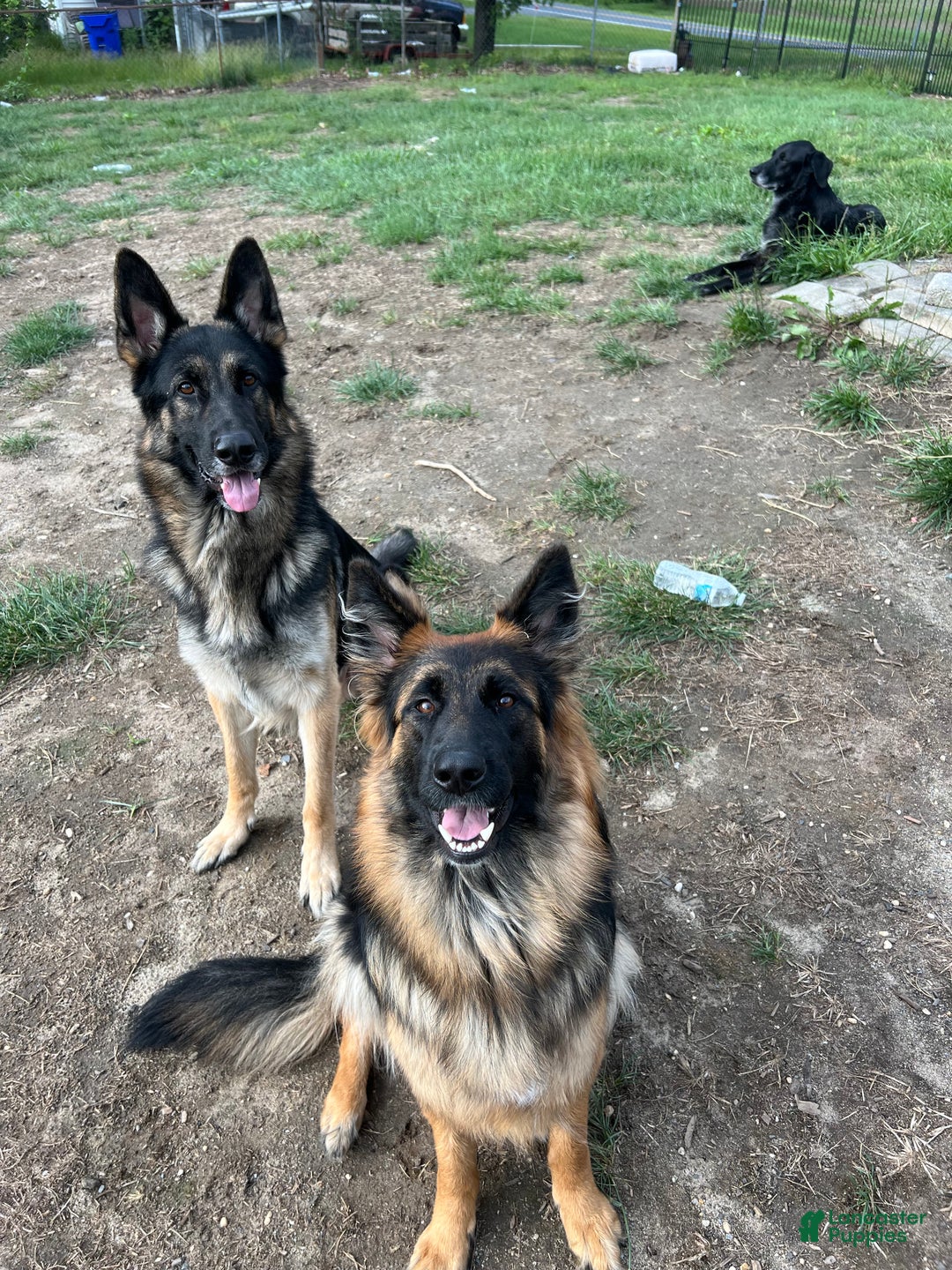 German Shepherd dogs for sale: Liv - Ad 6