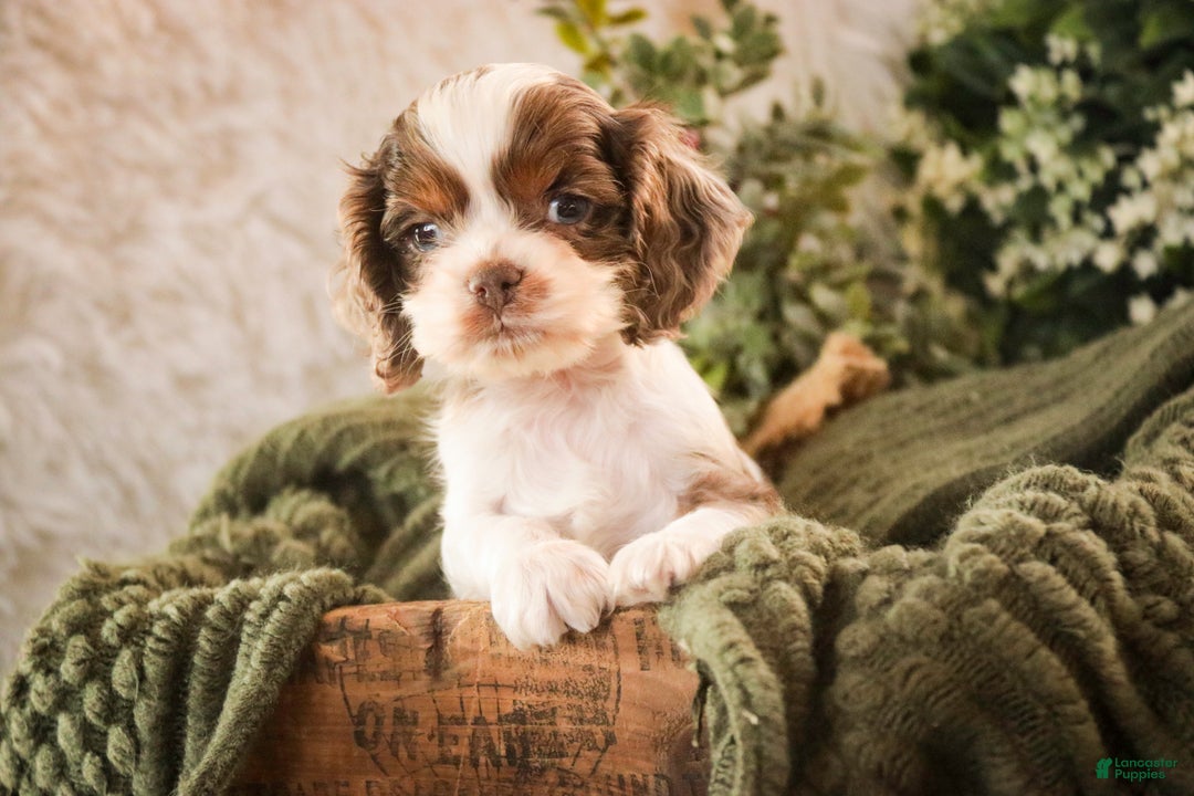 Cocker Spaniel dogs for sale: Graham - Ad 4