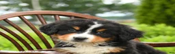 Bernese Mountain Dog dogs for sale: Leo - Ad 5