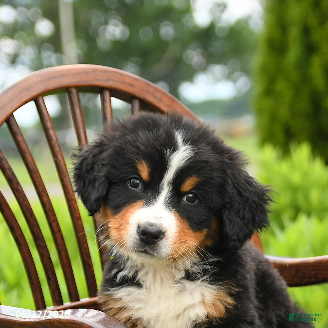 Bernese Mountain Dog dogs for sale: Leo - Ad 5