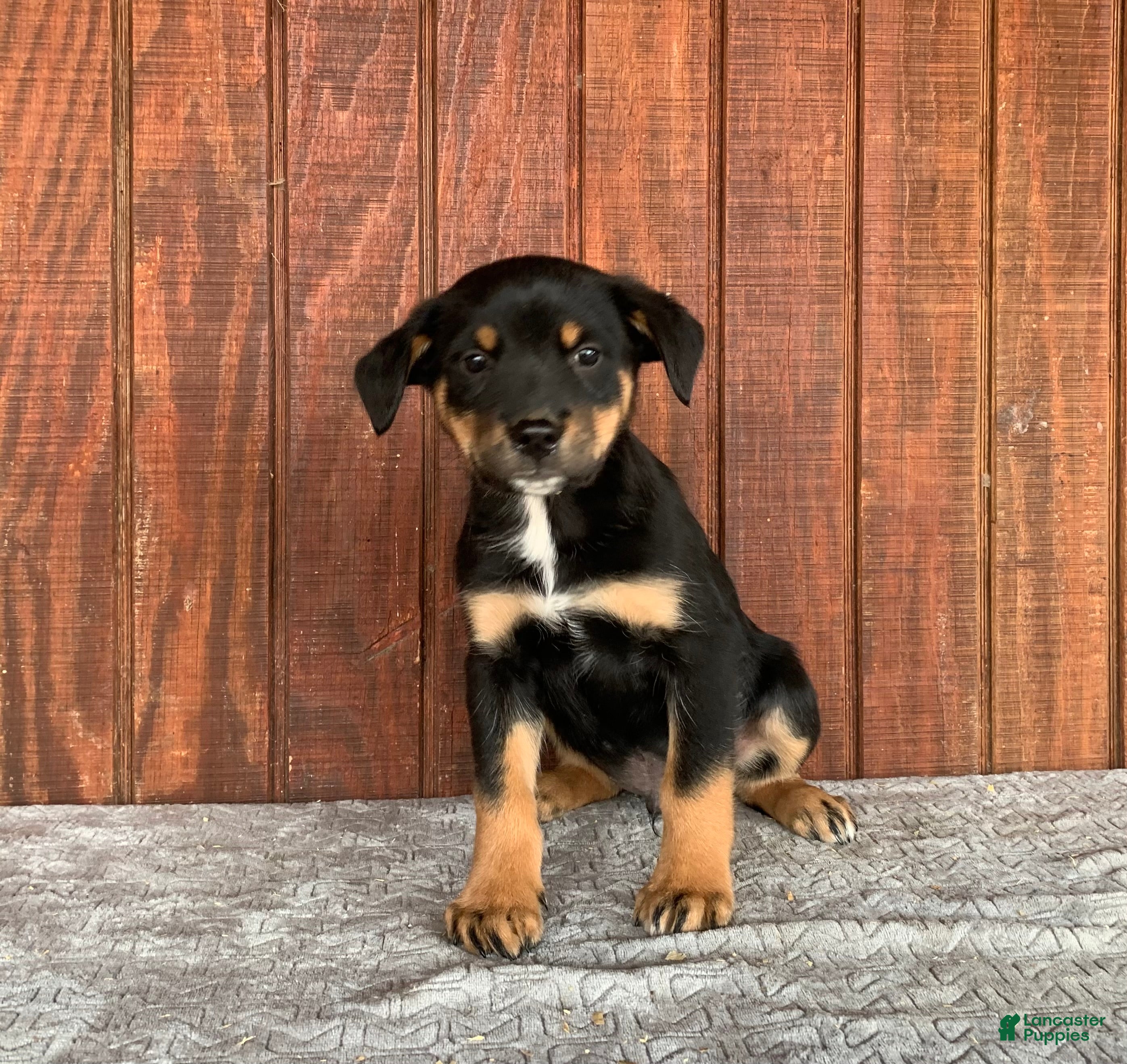 Mixed Breed dogs Jake - Ad 32